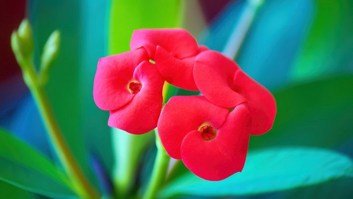 4K Red Flowers with Green and Blue Background
