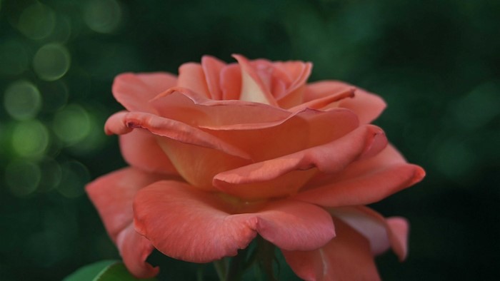 rose flower