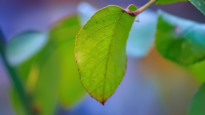 4K Green Leaf on Branch