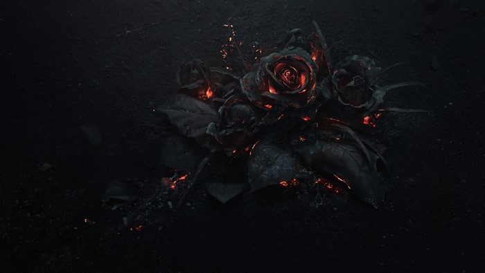 4K Roses on Dark Background