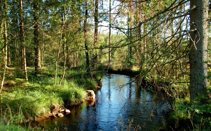 A forest stream flows through a sunlit woodland.