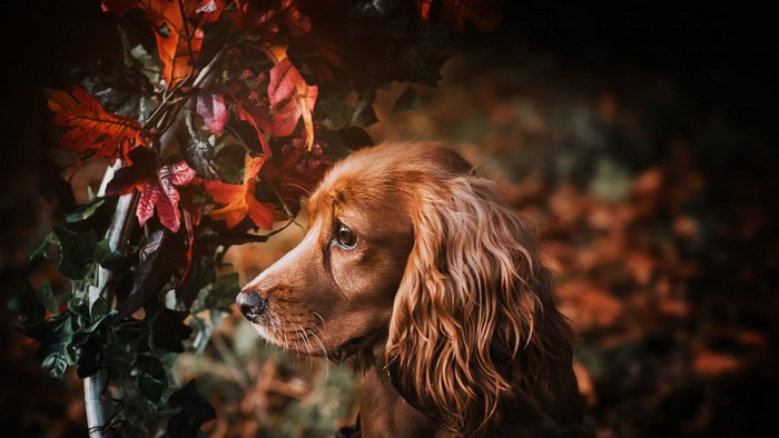 4K Cocker Spaniel with Autumn Leaves