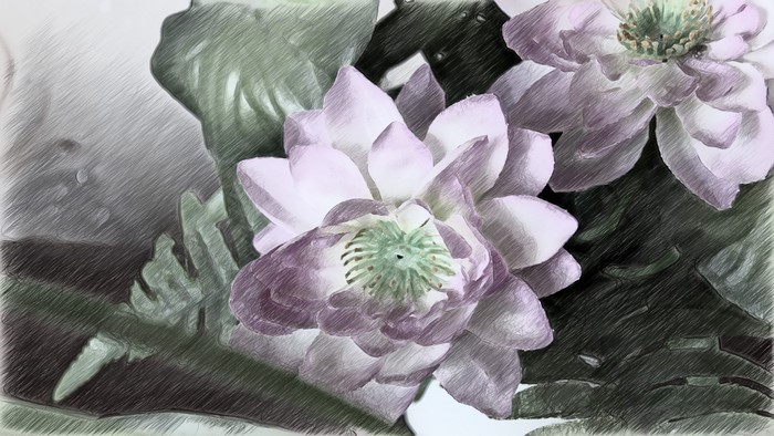 4K Lotus Flowers
