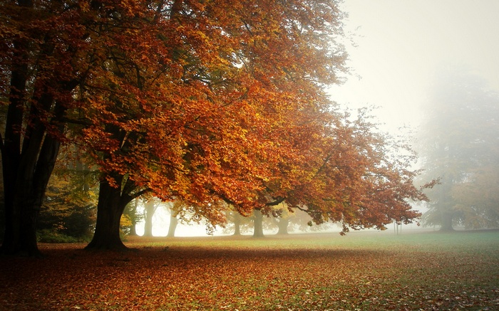 Autumn trees in a foggy park