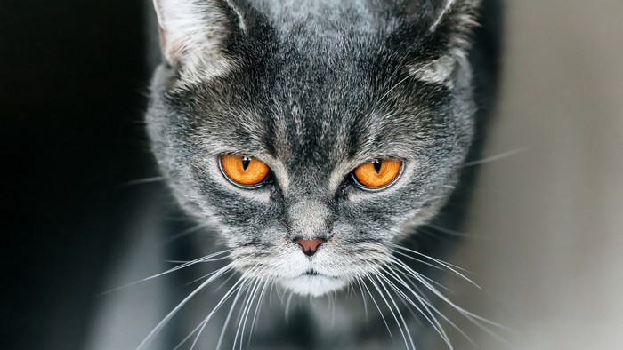 Close-up of a British Shorthair cat's face
