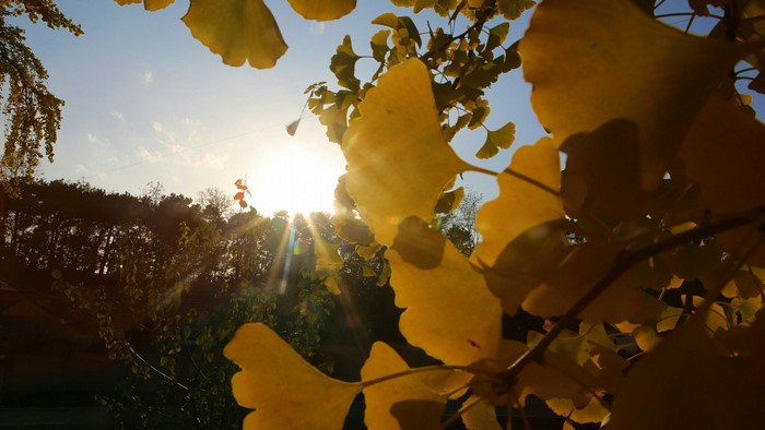 Autumn leaves against the sun