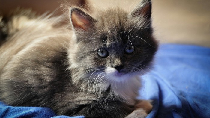 Fluffy gray kitten with blue eyes