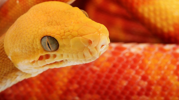 Close-up of a yellow snake's head