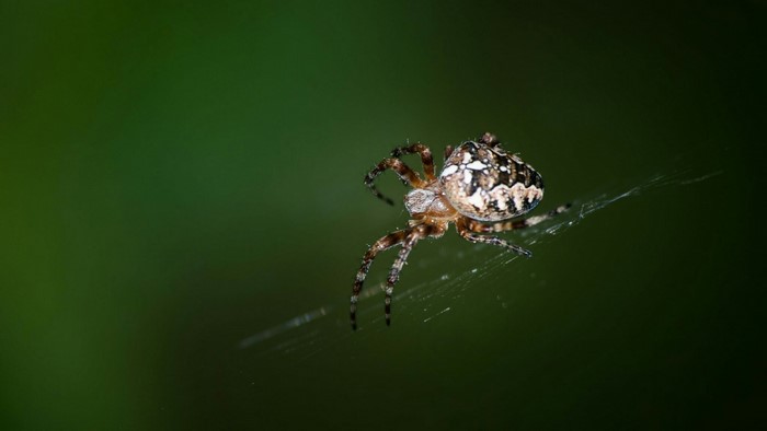 Spider on a web with green background