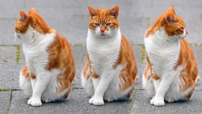 Three orange and white cats sitting on pavement