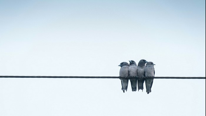 Four birds perched on a wire against a clear sky