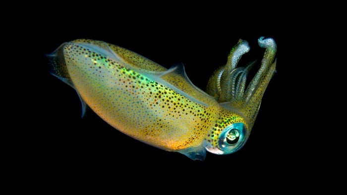 A close-up of a colorful squid in dark water