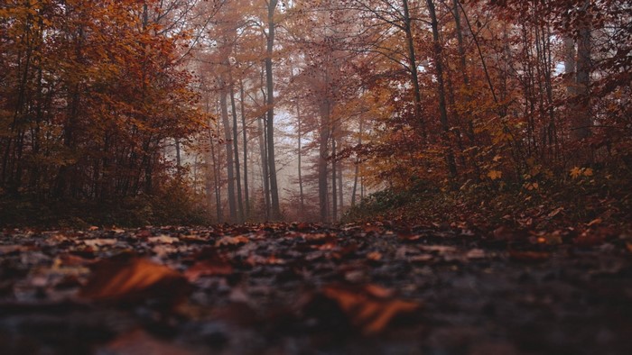 Autumn forest path with fallen leaves