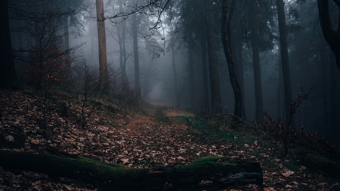 Misty forest path with fallen leaves