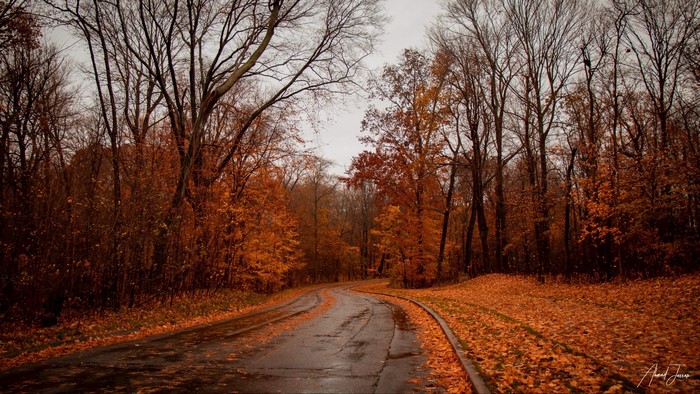 Road through autumn forest with fallen leaves