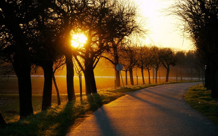 Road lined with trees at sunset