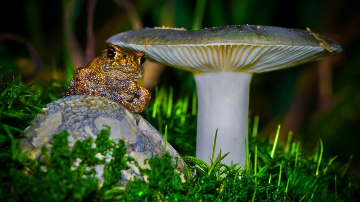Toad sitting on a rock near a mushroom