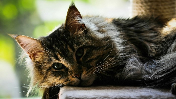 Fluffy Maine Coon Cat Resting