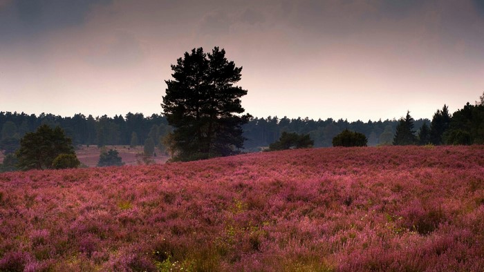 Heather field with a lone tree and forest