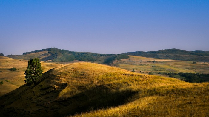 Golden hills and a lone tree under a clear blue sky