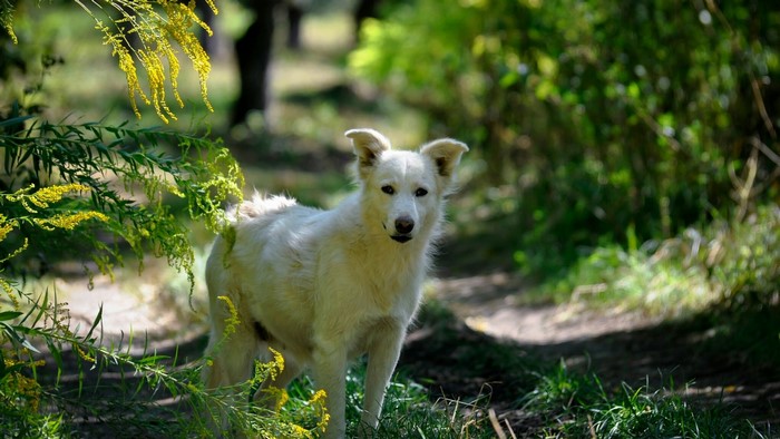 White dog in a forest