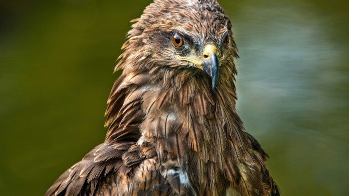 Close-up of a brown eagle with sharp eyes