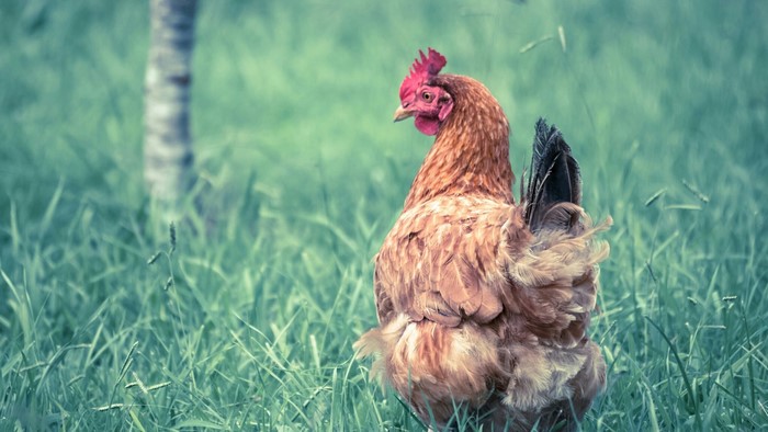 Brown hen standing in tall green grass
