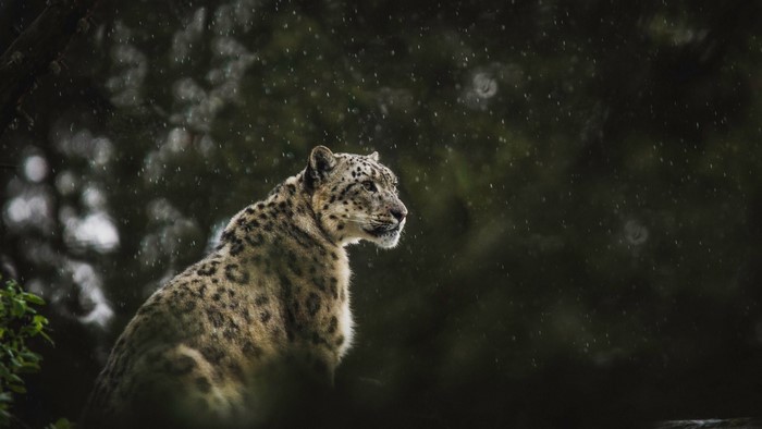 Snow Leopard in the Rain