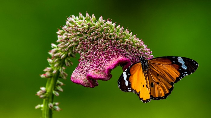 Orange butterfly on a pink and green flower