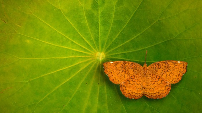 Orange butterfly on a green leaf