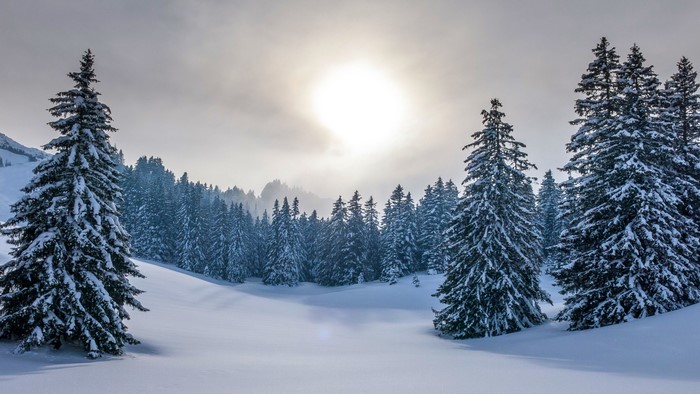 Snowy forest with sun shining through clouds