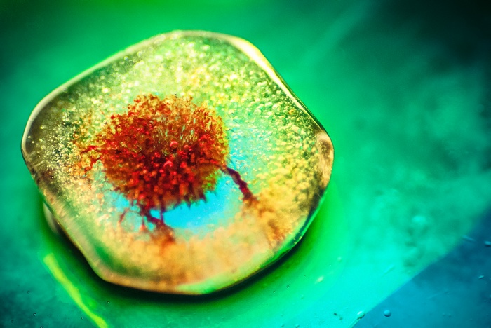 Macro shot of a red object frozen in ice
