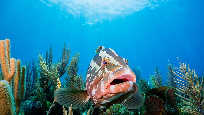 Grouper fish swims near coral reef underwater