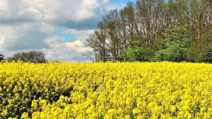 Field of yellow flowers with trees and clouds
