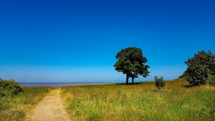 4K Nature Landscape with Trees and Path