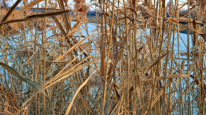 Reed