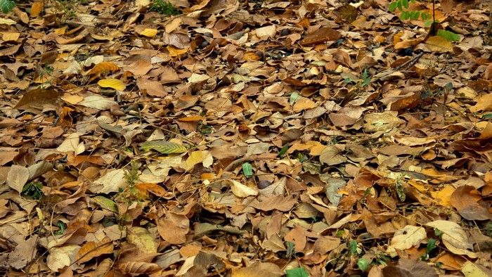 4K Leaves on the Forest Floor