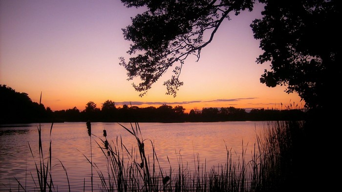 Sunset over a lake with trees and reeds