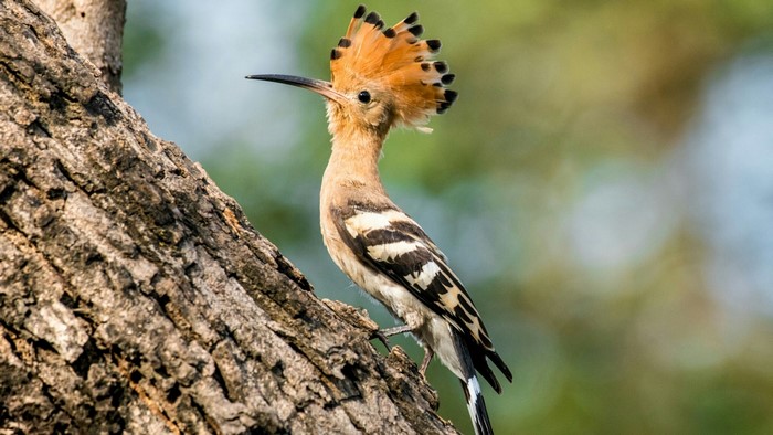 Hoopoe bird perched on a tree trunk