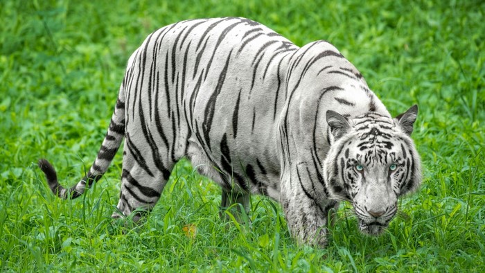 White Tiger in Green Grass