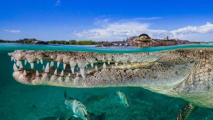 Crocodile with sharp teeth in clear blue water