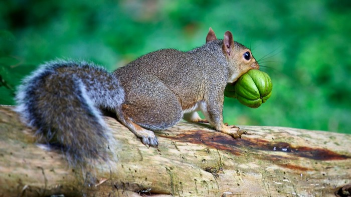 Squirrel carrying a green nut on a log