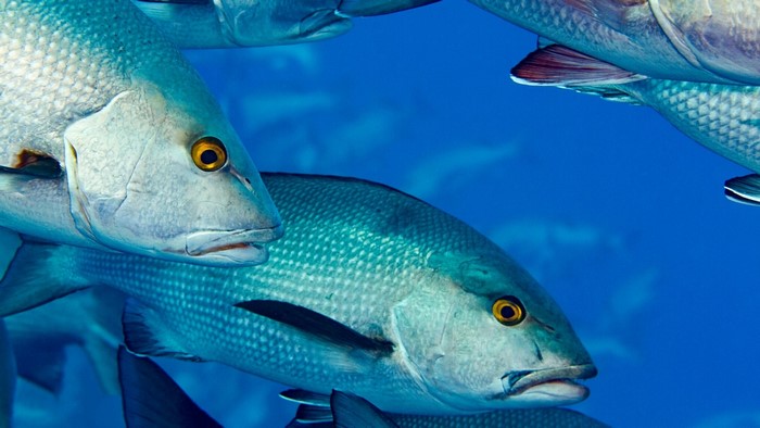 School of Fish Underwater