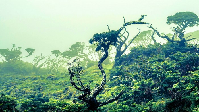 Misty jungle with gnarled trees on a hillside