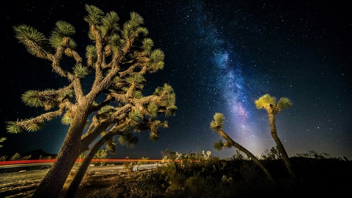Joshua trees under the Milky Way at night