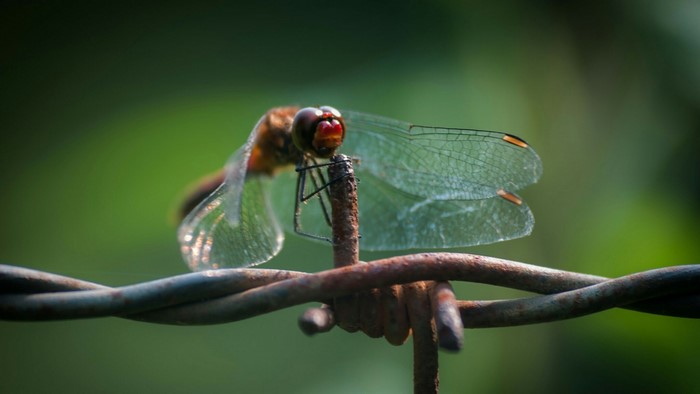 Dragonfly on a barbed wire fence
