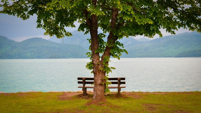 Tree and bench by a lake with mountains