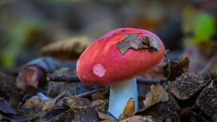 Red mushroom with brown leaves on forest floor