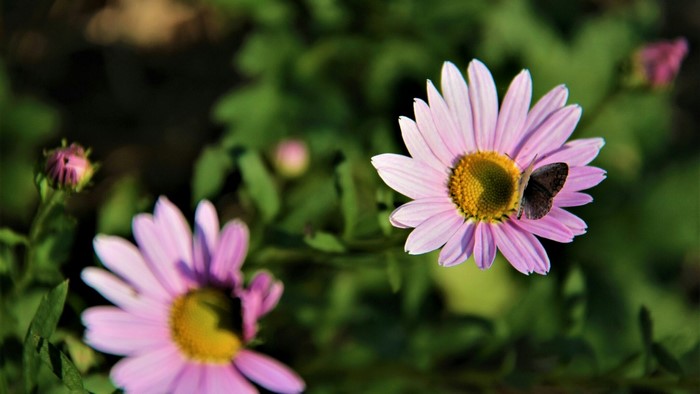 Pink daisies with a butterfly