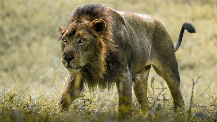 A lion walks through a grassy field